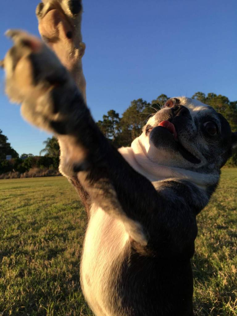Benefits of Exercising Your Dog Benefits of Exercising Your Dog