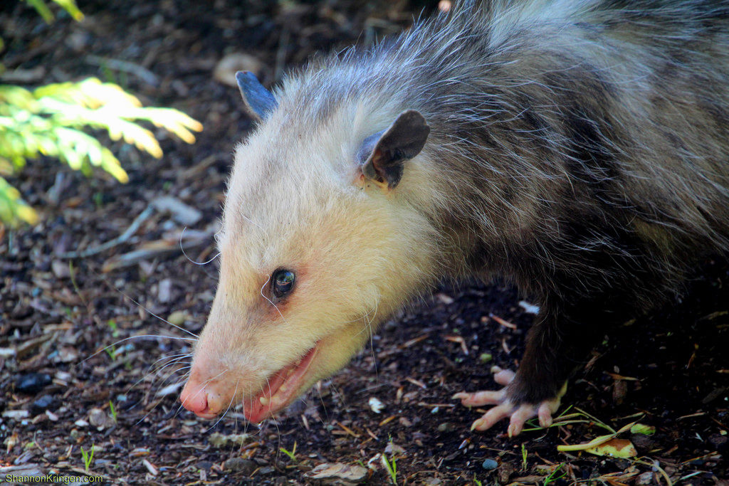 It's Tick Season, and It's Bad possum, tick,