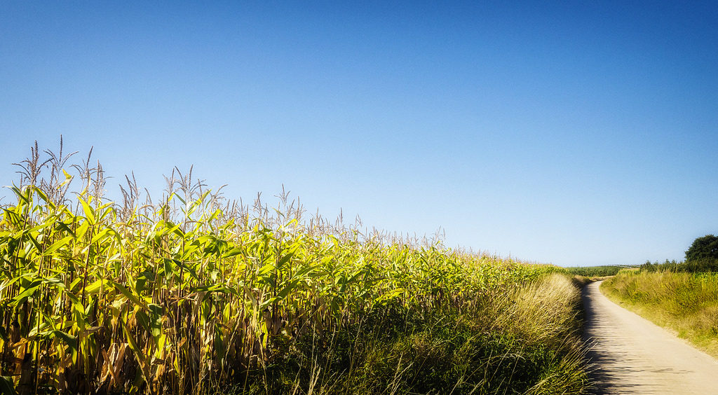 The Skinny on how Hot Weather Affects Your Body hot weather